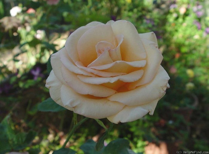 'European Touch (hybrid tea, Koss 1997)' rose photo