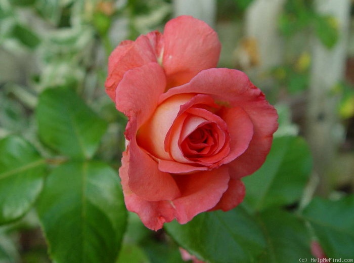'Waiheke' rose photo