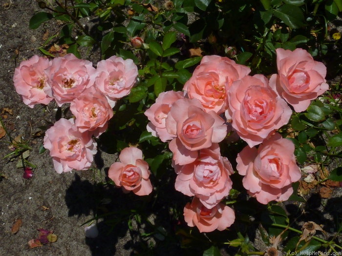 'Jardins de France ®' rose photo