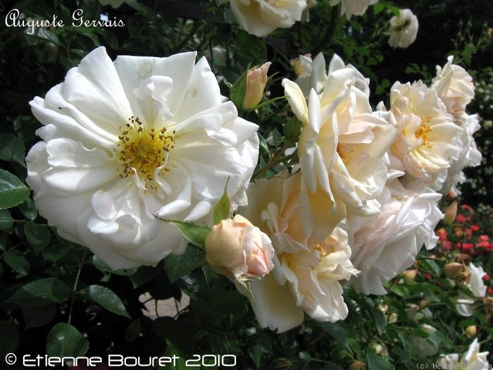 'Auguste Gervais' rose photo