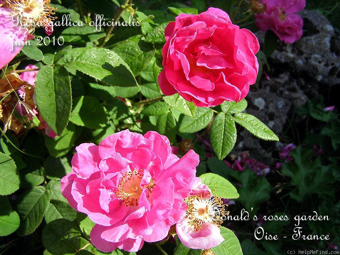 '<i>Rosa gallica</i> var. <i>officinalis</i> Ser.' rose photo