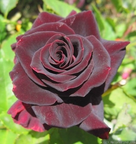 'Memphis Magic' rose photo