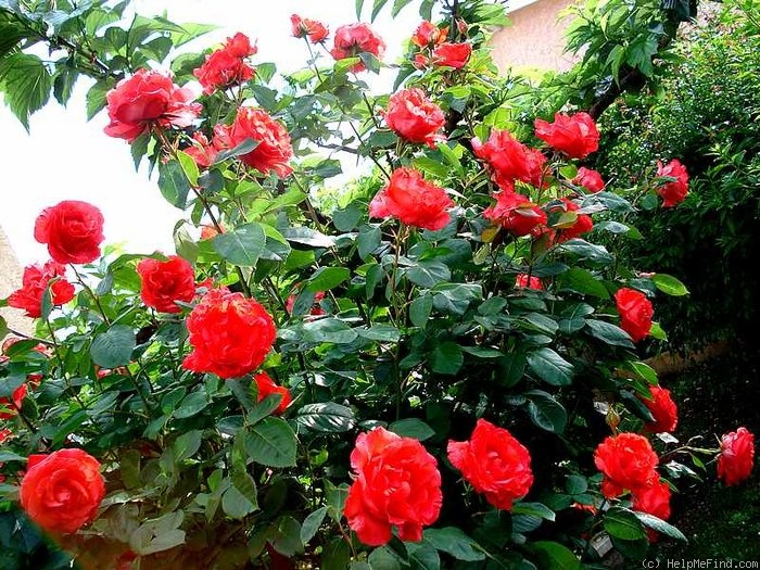 'Satellite ® (hybrid tea, Delbard, 1982)' rose, click to enlarge 'Satellite ® (hybrid tea, Delbard, 1982)' rose photo