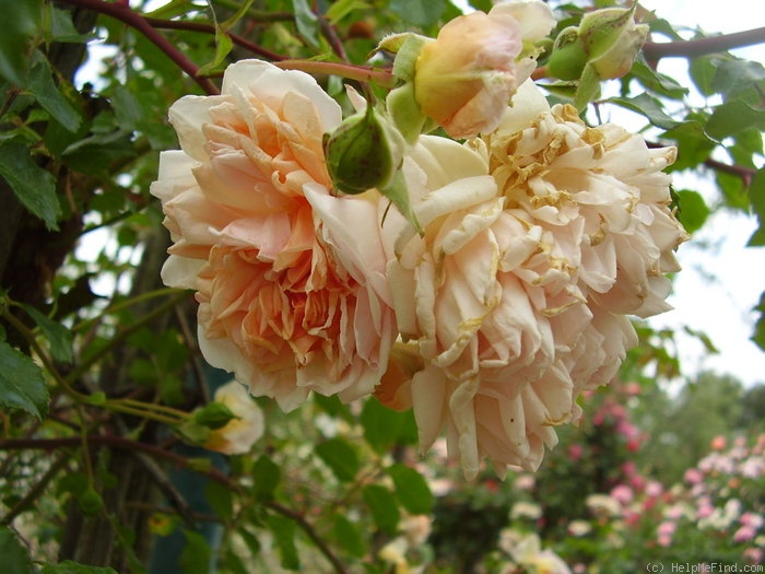 'Désiré Bergera' rose photo