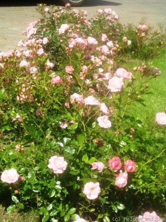 'Lovely Meidiland' rose photo