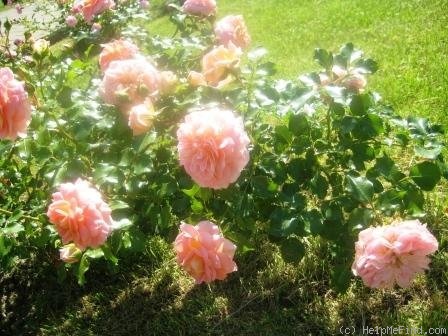 'Concerto (shrub, Meilland, 1995)' rose photo