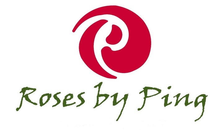 'Roses by Ping'  photo
