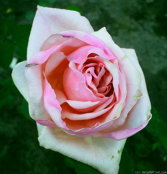 'Kate Rainbow' rose photo