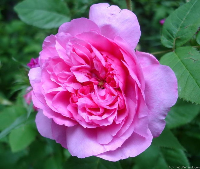 'Juliette (Gallica, Miellez, 1828)' rose photo