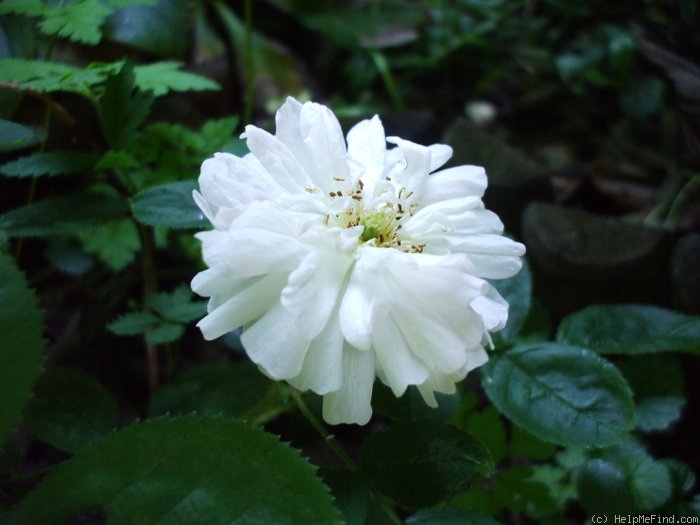 'Alfred de Dalmas' rose photo