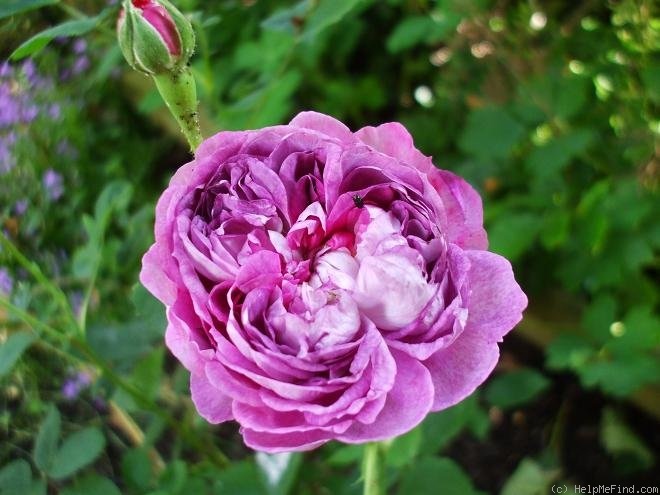 'Reine des Violettes (hybrid perpetual, Mille-Mallet 1860)' rose photo