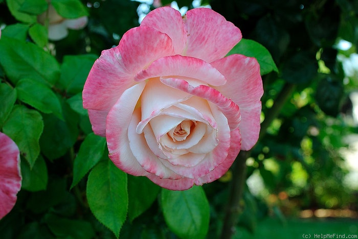 'April In Paris ™' rose photo