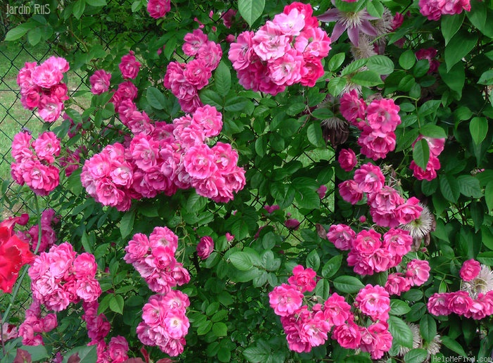 'Mrs. F. W. Flight' rose photo