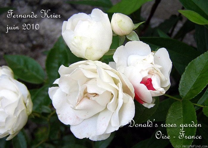 'Fernande Krier' rose photo