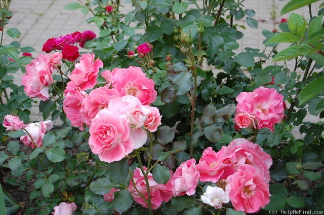 'Céline Delbard ®' rose photo