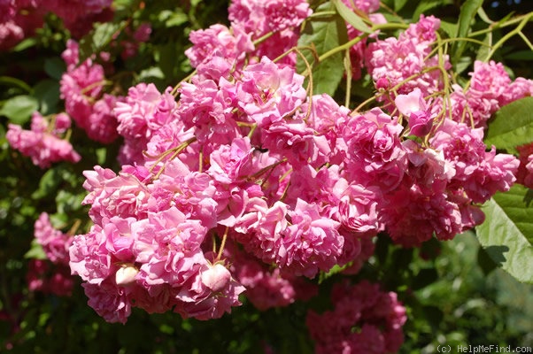 'Wartburg' rose photo