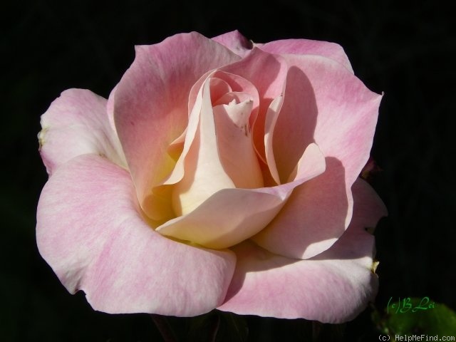 'Eclipse (floribunda, Sauvageot, 1996)' rose photo