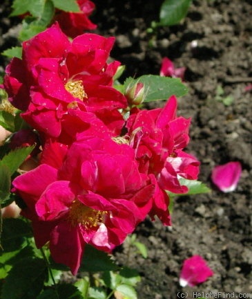 'Sydney' rose photo