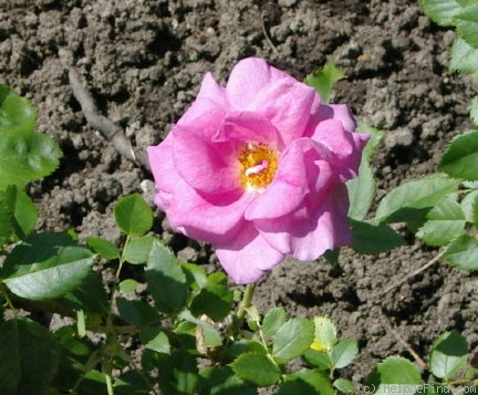 'Felix Leclerc' rose photo