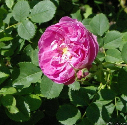 'Dr. Merkeley' rose photo