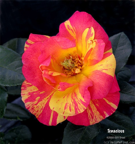 'Tenacious' rose photo