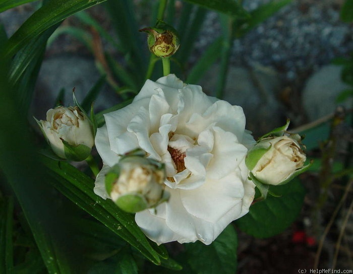 'Medeo ™ (floribunda, Kordes 1991)' rose photo
