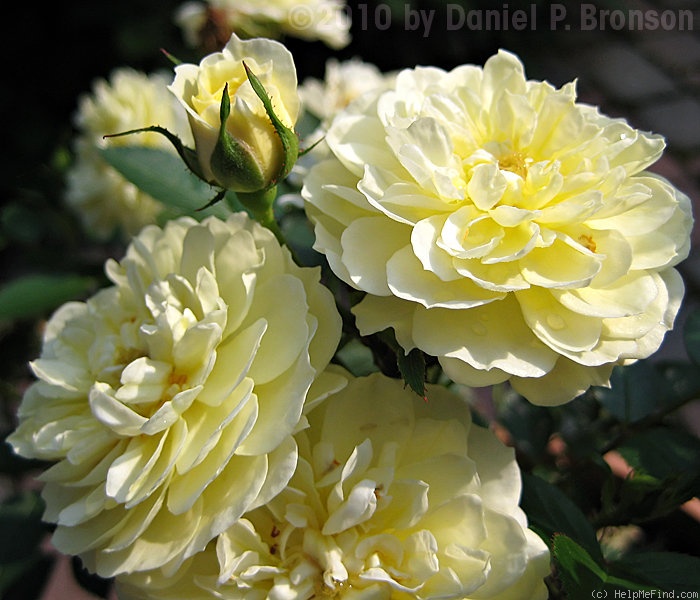 'Lexington' rose photo