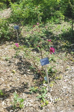 'Eddie's Crimson' rose photo