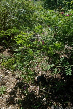 'Betty Bland' rose photo