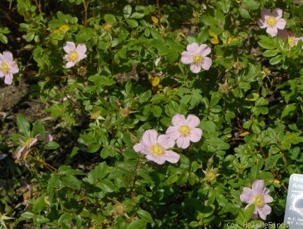 'R. davurica' rose photo