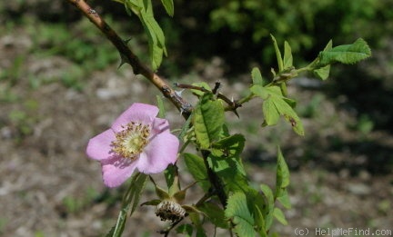 'R. hemsleyana' rose photo