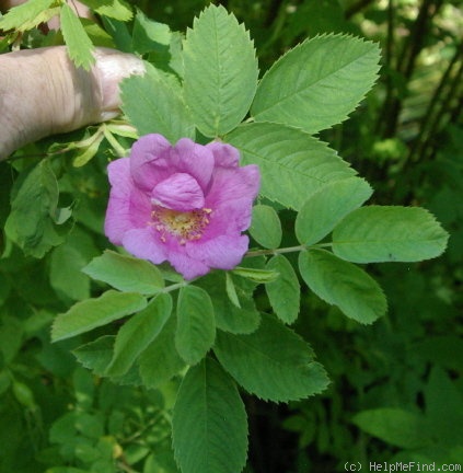 'R. majalis foecundissima' rose photo