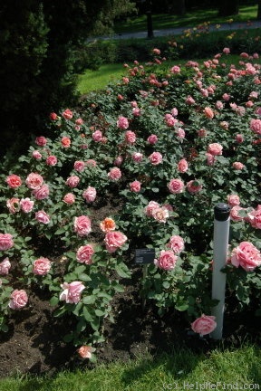 'Caramella (hybrid tea, Kordes, 1986)' rose photo