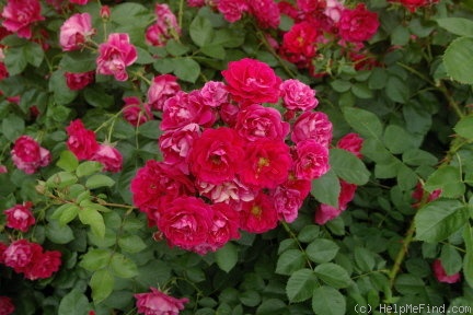 'George Vancouver' rose photo