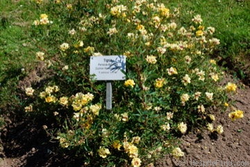 'Tigris (hybrid hulthemia, Harkness, 1975)' rose photo