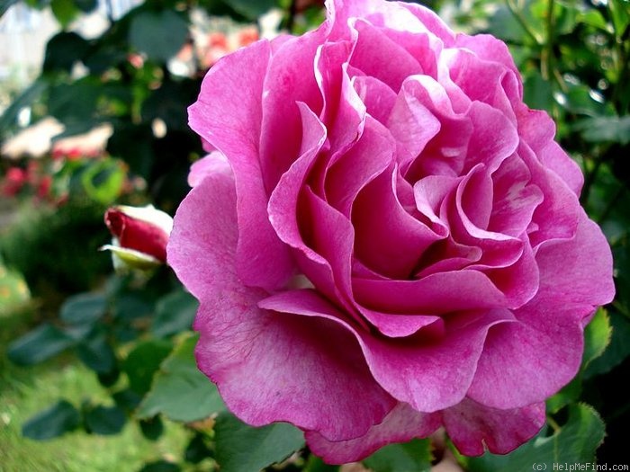 'Violette Parfumée ' Rose Photo