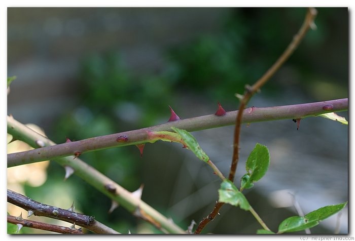 'Léontine Gervais' rose photo