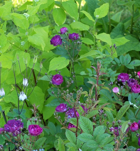 'Sibelius ® (hybrid musk, Lens, 1981)' rose photo