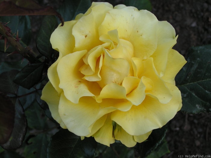 'Freedom ® (hybrid tea, Dickson 1981)' rose photo