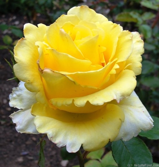 'Yellow Island' rose photo
