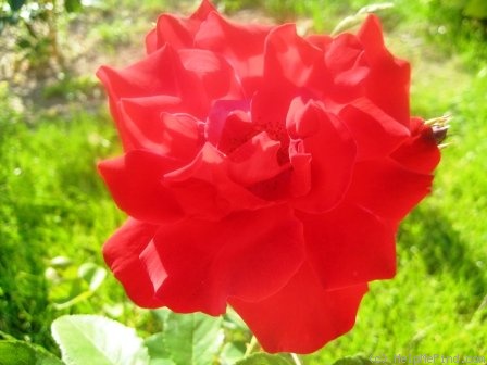 'Santana (climber, Tantau, 1985)' rose, click to enlarge 'Santana (climber, Tantau, 1985)' rose photo