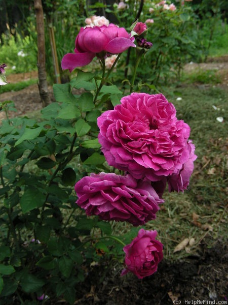 'Young Lycidas' rose photo