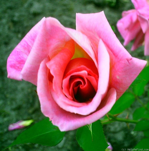 'McGredy's Coral' rose photo