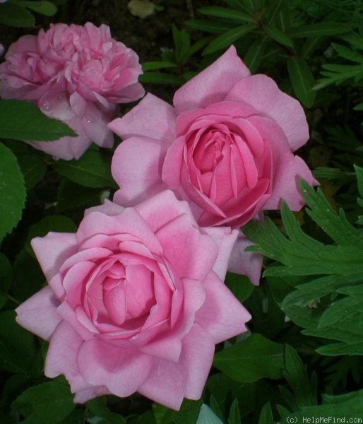 'Madame Boll' rose photo