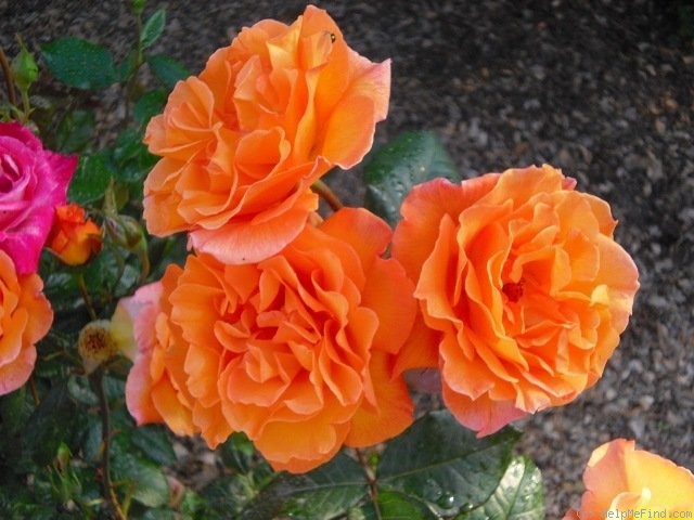 'Doris Tysterman' rose photo