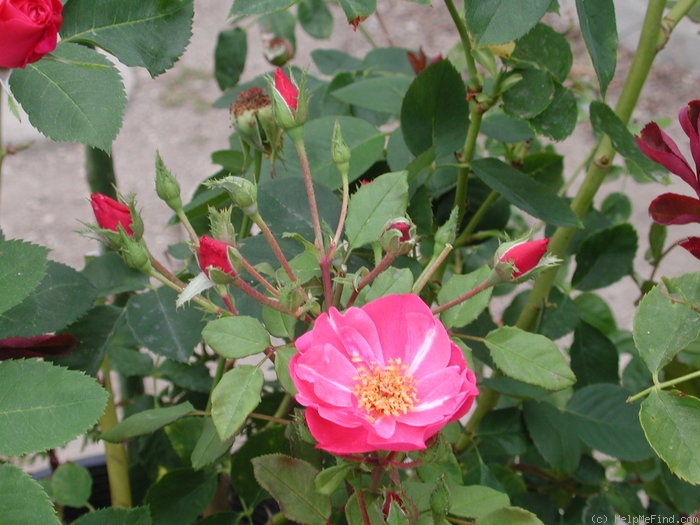 'April Mooncrest' rose, click to enlarge 'April Mooncrest' rose photo