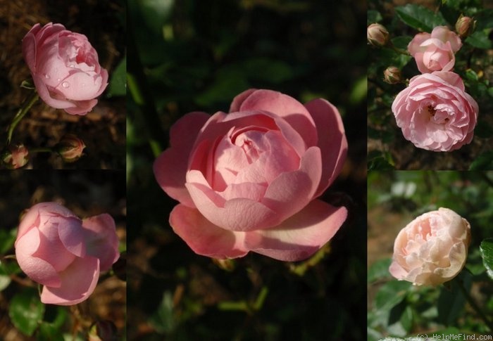 'Andikó' rose, click to enlarge 'Andikó' rose photo