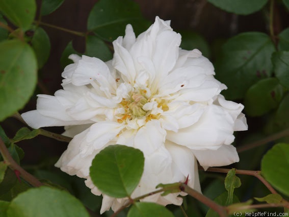 'Fräulein Octavia Hesse' rose photo