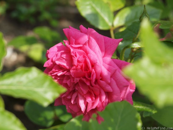 'Laguna ® (Large Flowered Climber, Kordes 1994)' rose photo