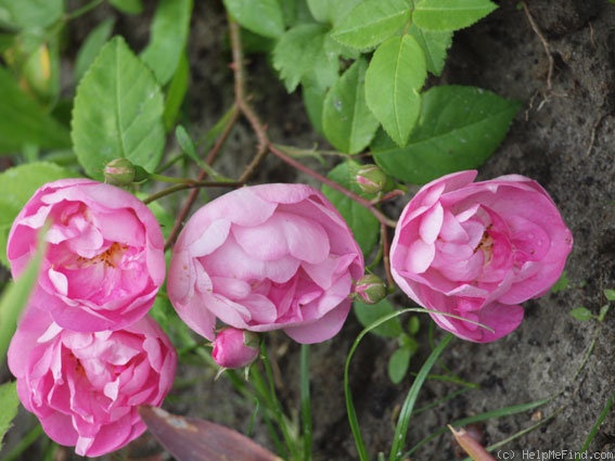 'Macrantha Raubritter' rose photo